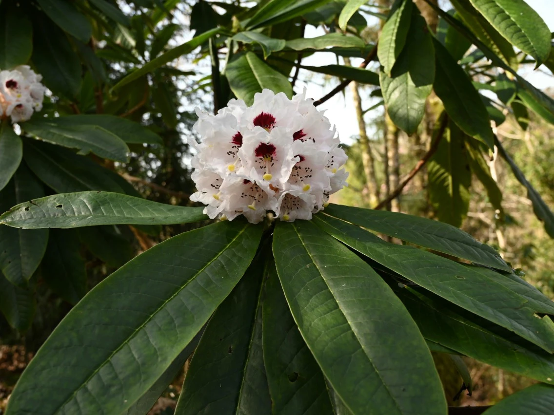 R. calophytum